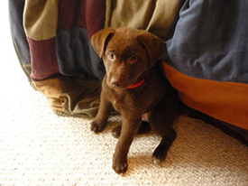 Murphy as a puppy